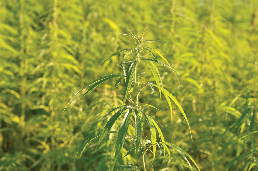 JM-hemp-industrial-getty-images-istockphoto-586377262.jpg JM-hemp-industrial-getty-images-istockphoto-586377262.jpg