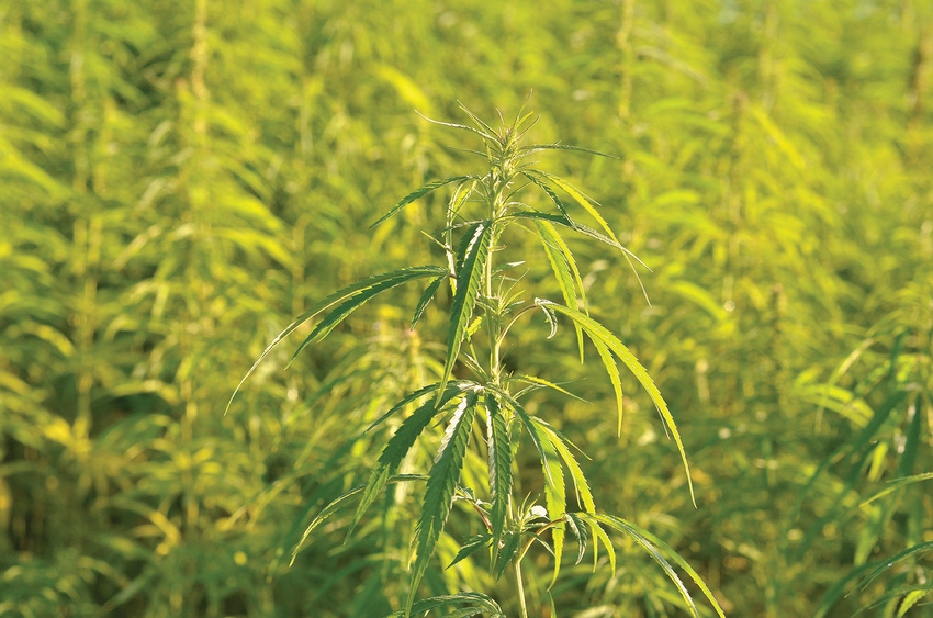 JM-hemp-industrial-getty-images-istockphoto-586377262.jpg