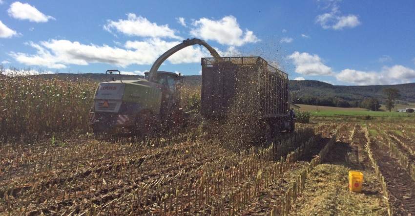 silage being cut and harvested