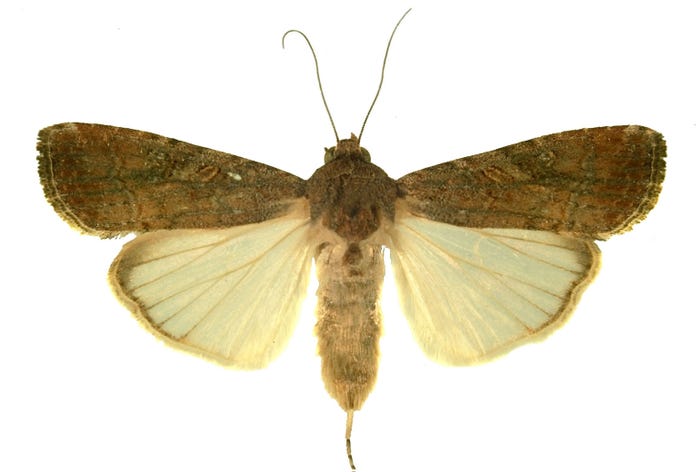 fall armyworm moth