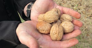 TNFP1119-hearden-walnuts.JPG