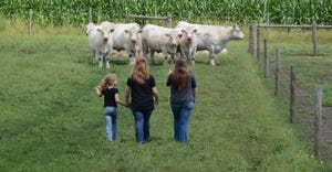 three girls walking towards herd of cattle in pasture