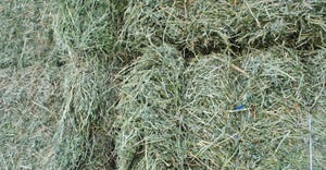 closeup of hay