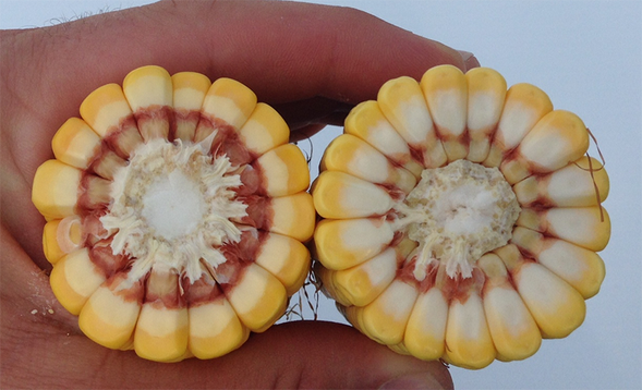 agrisure artesian drought-tolerant corn ear