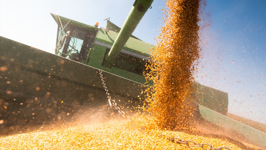 pouring corn grain into tractor trailer