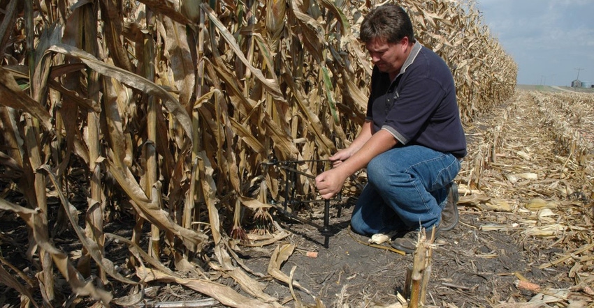Man in field measuring cornstalk