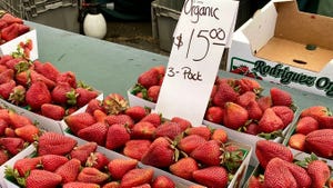 Organic strawberries