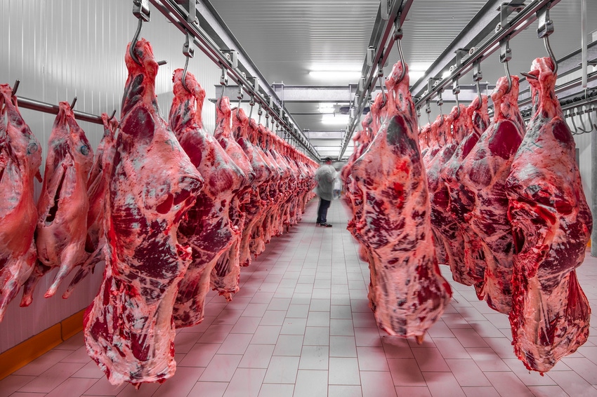 Cattle carcasses in a packing plant