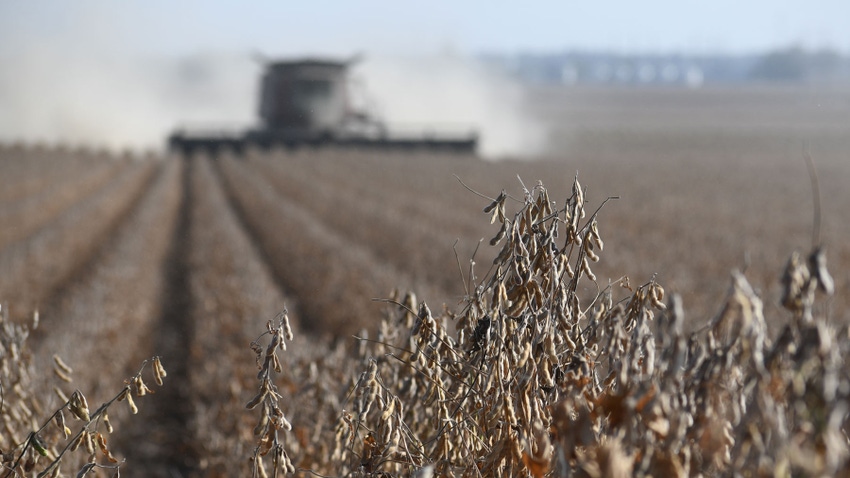 Close up of soybean plants at harvest, with a combine harvesting the crop in the background.