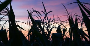 Corn field silhouetted against purple sky