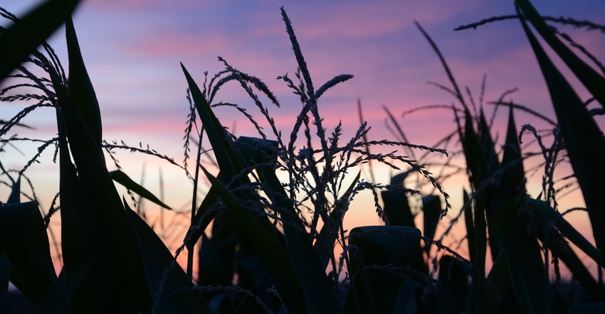Corn field silhouetted against purple sky