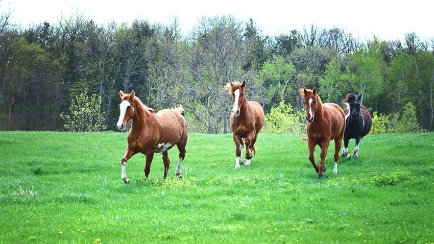 3 horses galloping in field