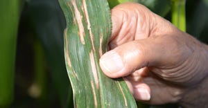 gray leaf spot lesions on corn leaves 