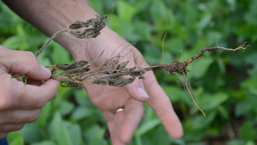 soybean plant that succumbed to phytophthora root rot