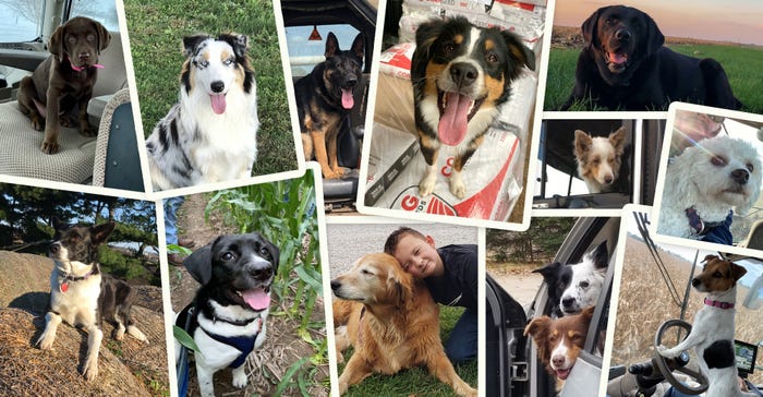 farm dog collage