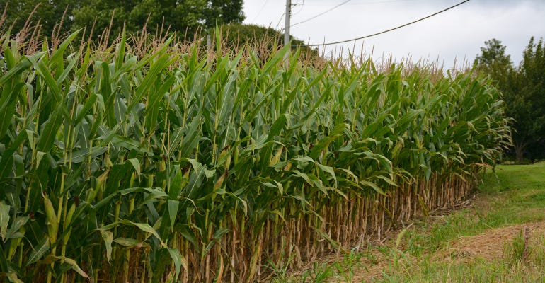 Landscape view of mature corn in field