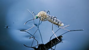 Close up of a common mosquito on water