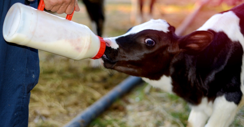 person bottle feeding a Holstein calf person bottle feeding a Holstein calf
