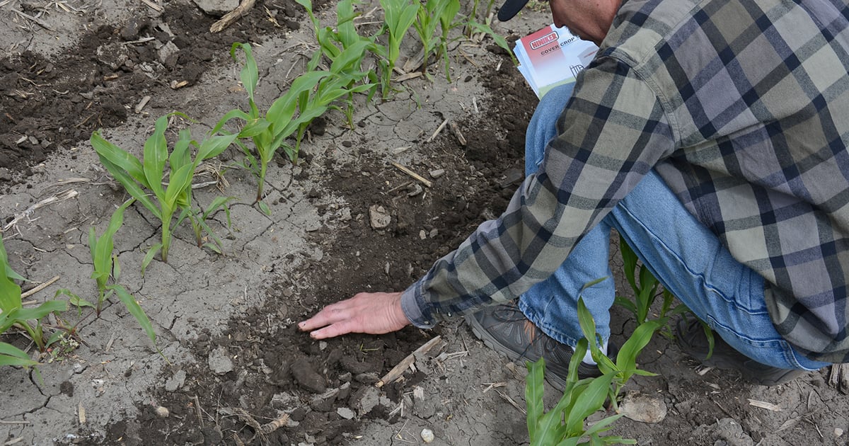 Interseeding options