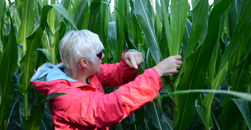 Betsy Bower examining corn leaves