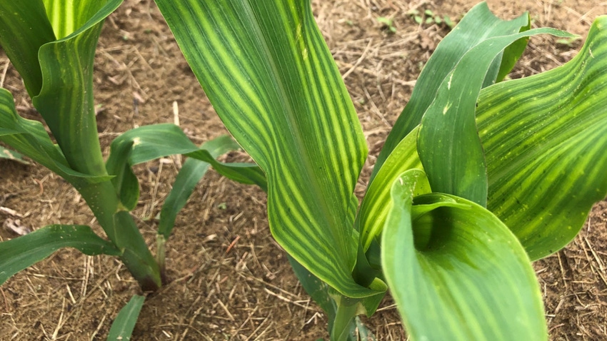 Managing Sulfur Availability & Nutrient Deficiency