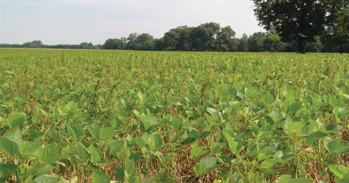 Double crop soybeans What to know for 2021?