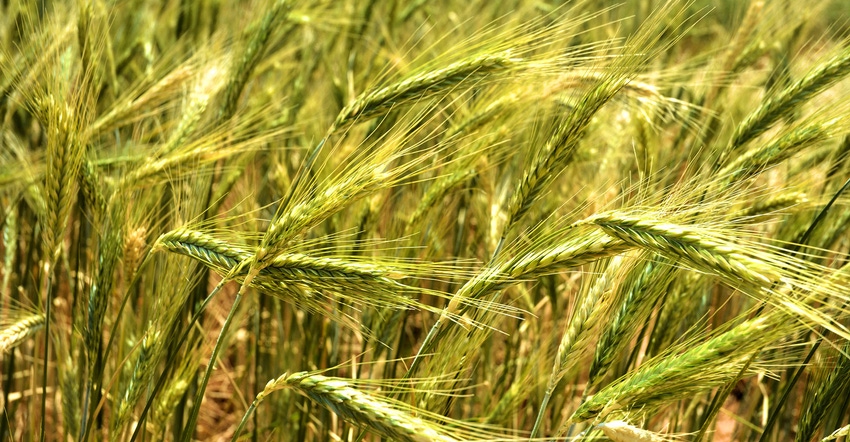 triticale