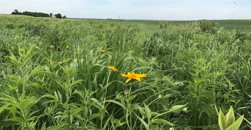A buffer strip next to a field in Iowa