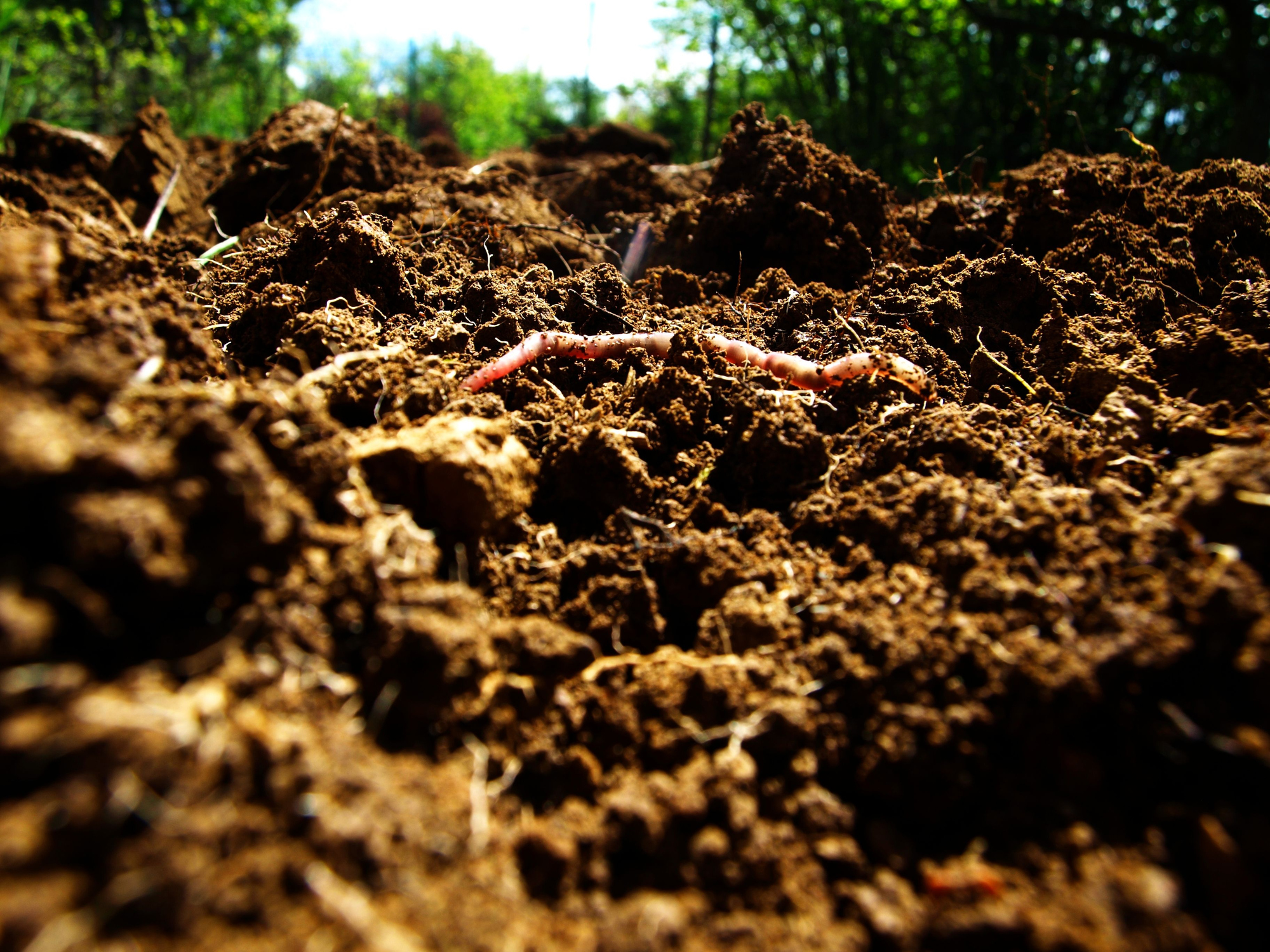 Should you inoculate your soil with microbials?