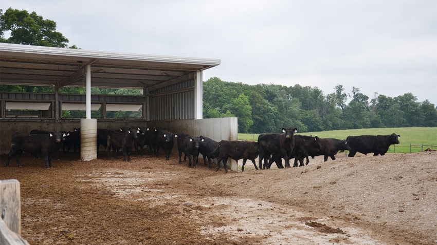 A herd of bulls emerging from a covered structure