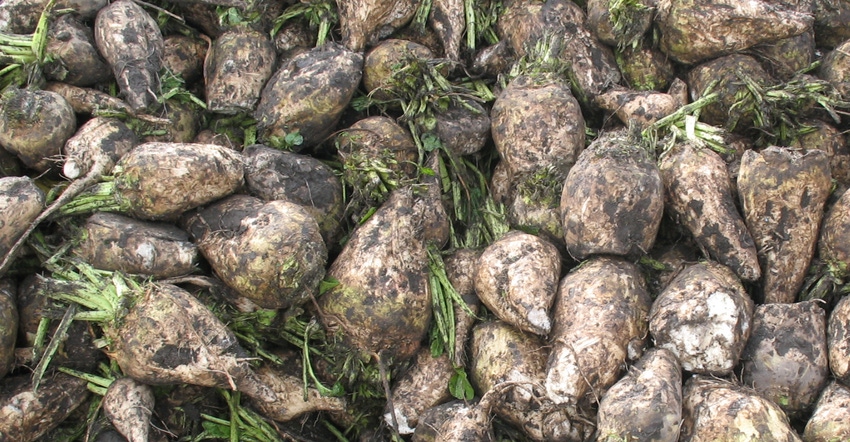 Sugarbeets