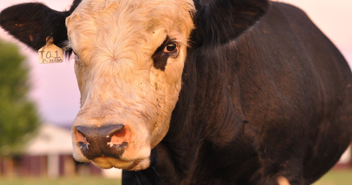 No bull: Farmers pay when leaders don’t listen