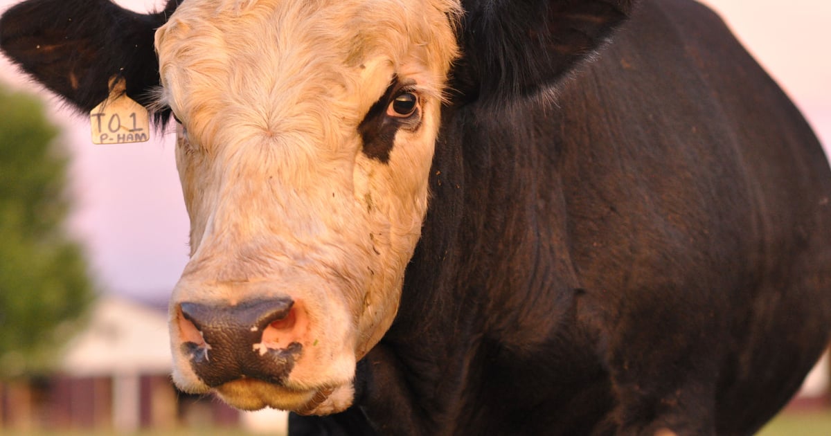 No bull: Farmers pay when leaders don’t listen