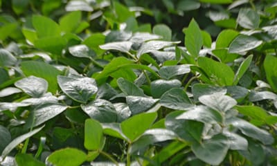 Guide to soybean growth stages Guide to soybean growth stages