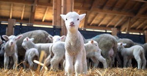 Lamb staring at camera
