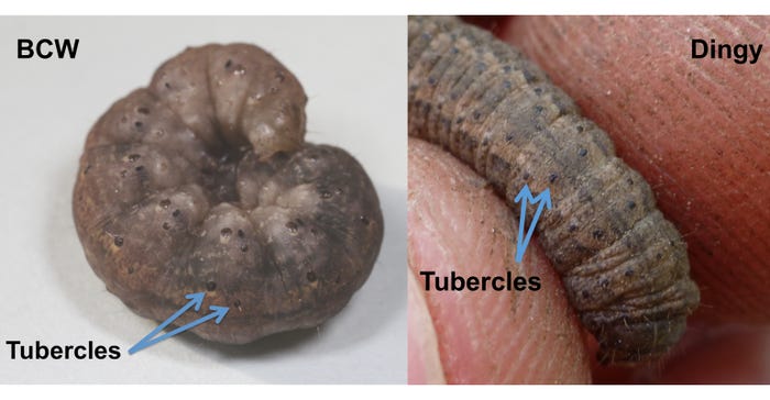 Black cutworm (left) and dingy cutworm (right)