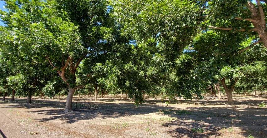swfp-shelley-huguley-pecan.jpg swfp-shelley-huguley-pecan.jpg