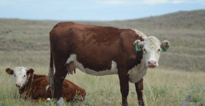  beef cattle in field