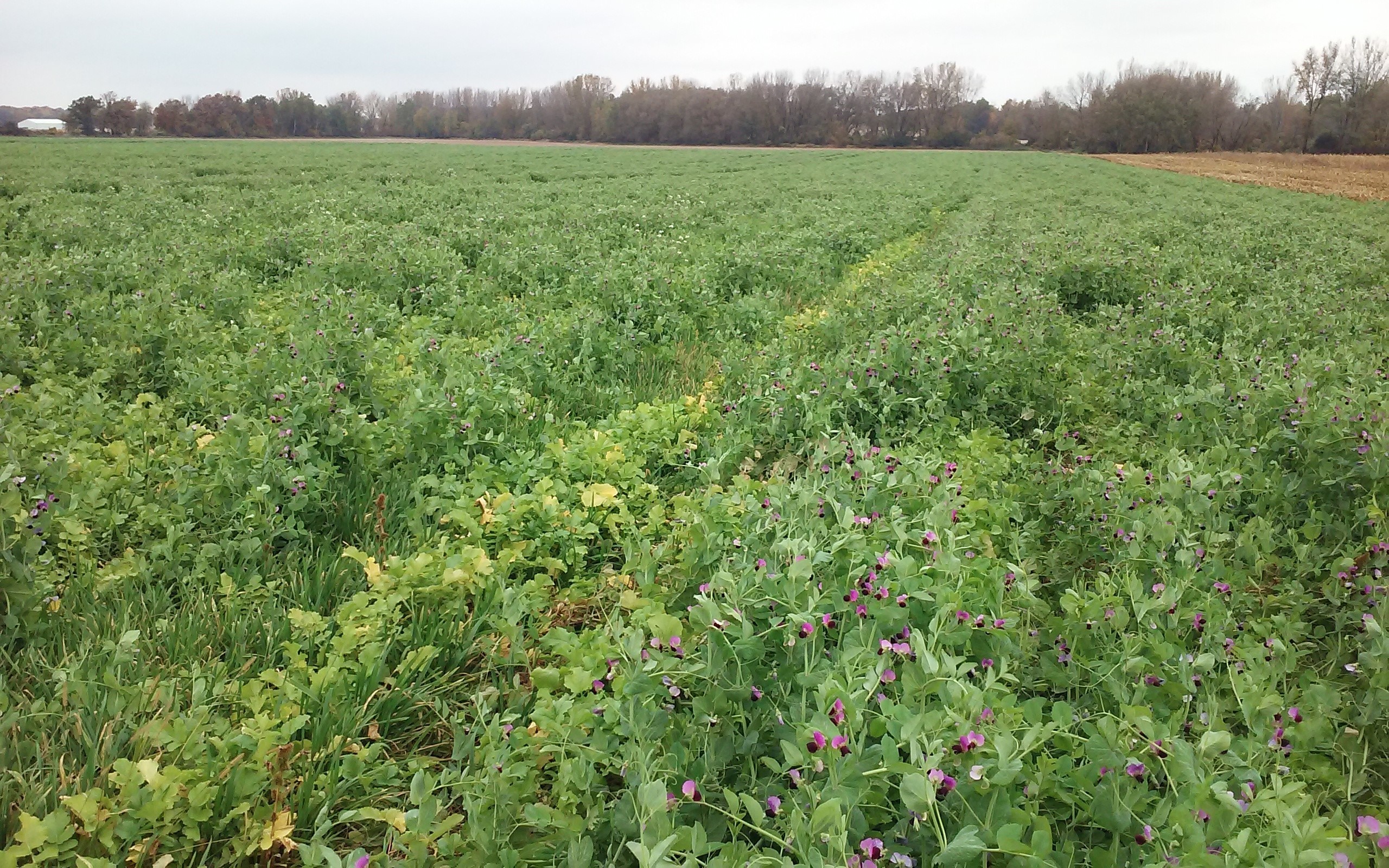 National survey reveals farmers like cover crops, image size:1280x800