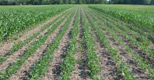 rows of soybean plants