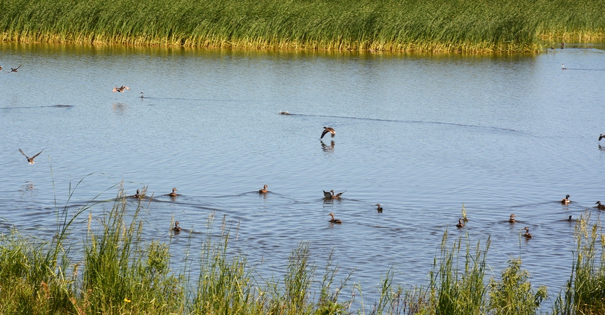ducks in wetland area