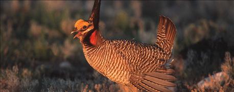 lesser_prairie_chicken_progress_report_details_ranchers_conservation_efforts_1_635875238742844000.jpg