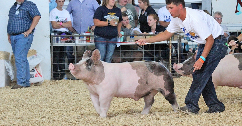 pig in show ring at fair