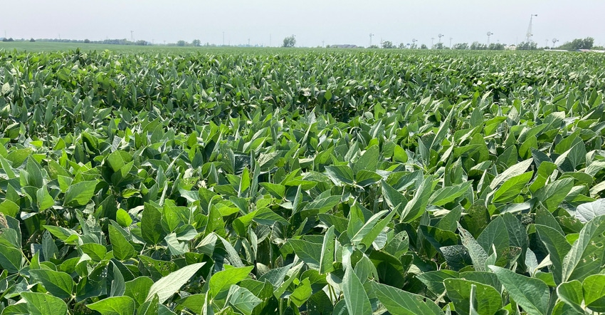 Feild of soybeans