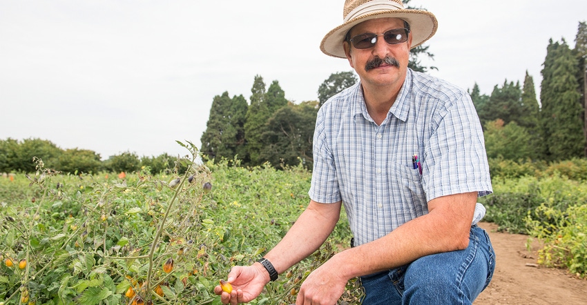 Jim Myers, OSU vegetable breeder, kneeling in vegetable field