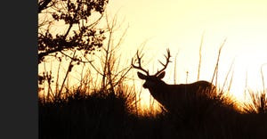 A mule deer buck 