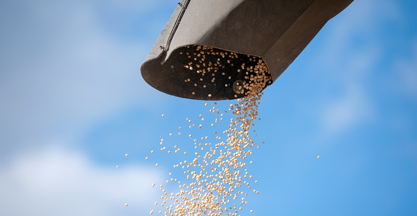 Soybeans out of auger