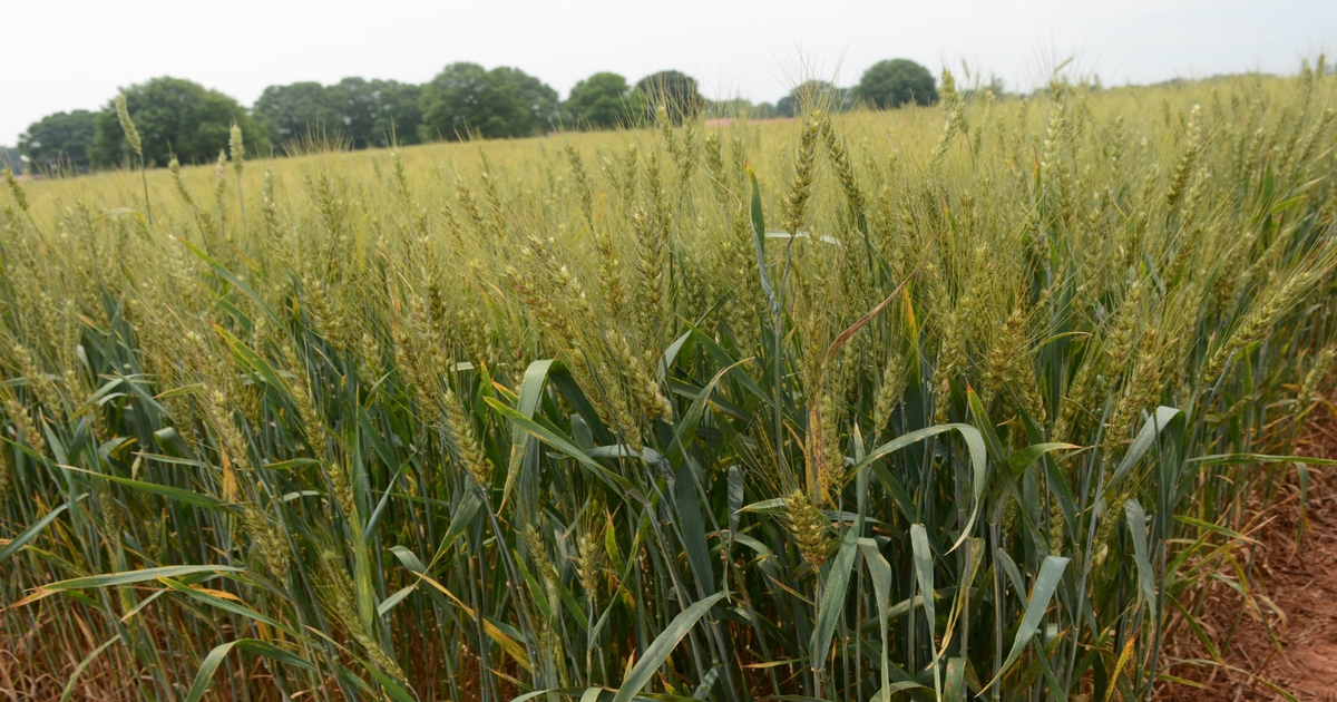 How to produce 100bushel wheat in North Carolina