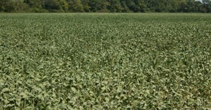 field of soybeans showing drought stress
