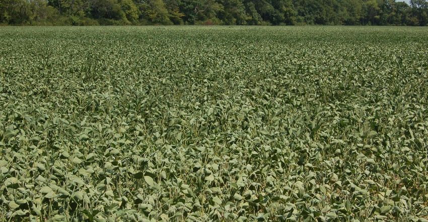 field of soybeans showing drought stress field of soybeans showing drought stress